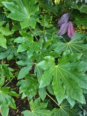 Fatsia japonica