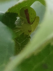 Misumessus oblongus