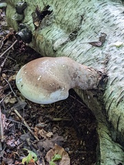 Fomitopsis betulina