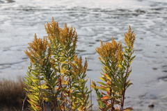 Solidago lepida