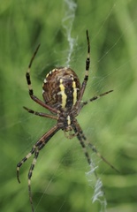 Argiope bruennichi