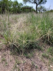 Chloris verticillata