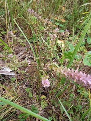 Melampyrum nemorosum