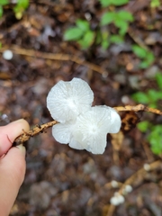 Marasmiellus candidus