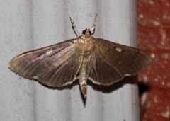 Herpetogramma sphingealis