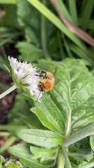 Bombus pascuorum