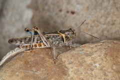 Metator pardalinus