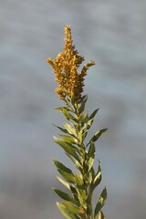 Solidago lepida