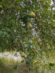 Pyrus communis