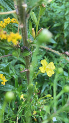Oenothera
