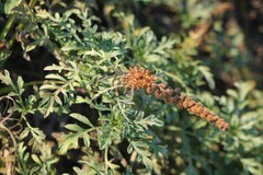 Ambrosia chamissonis