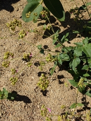 Mirabilis nyctaginea