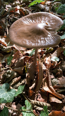 Physalacriaceae