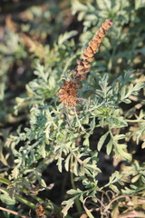 Ambrosia chamissonis