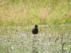 Jacana spinosa