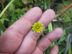 Potentilla flabellifolia