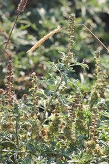 Ambrosia chamissonis