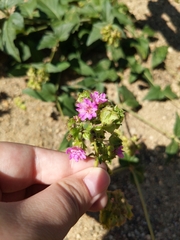 Mirabilis nyctaginea