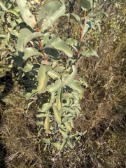 Elaeagnus commutata