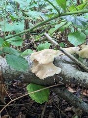 Pleurocybella porrigens