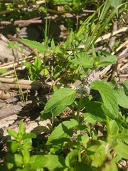 Mentha arvensis