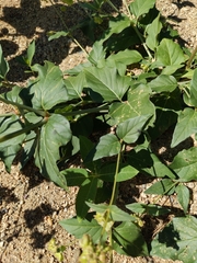 Mirabilis nyctaginea