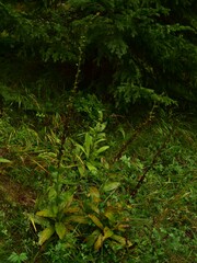 Digitalis grandiflora