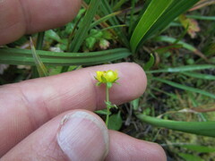 Potentilla flabellifolia