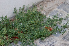 Chenopodium vulvaria