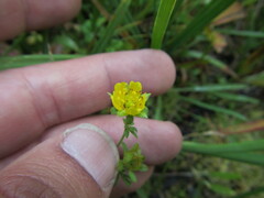 Potentilla flabellifolia