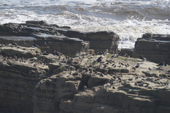 Calidris maritima