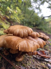 Desarmillaria tabescens