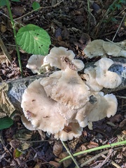 Pleurocybella porrigens