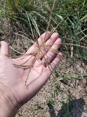 Chloris verticillata