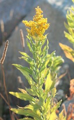Solidago lepida