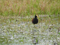 Jacana spinosa