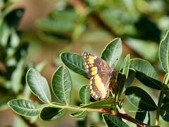 Chlosyne californica