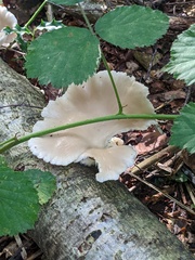 Pleurocybella porrigens