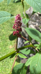 Phytolacca