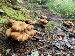 Desarmillaria tabescens