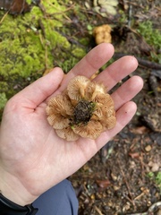 Desarmillaria tabescens