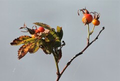 Rosa nutkana