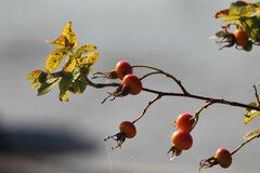 Rosa nutkana