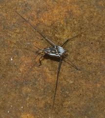 Trepobates knighti