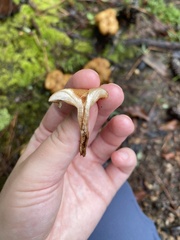 Desarmillaria tabescens