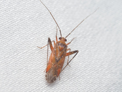 Phytocoris