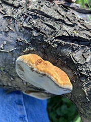 Phellinus