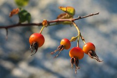 Rosa nutkana