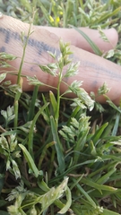 Poa annua
