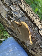 Phellinus